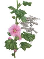Malva (Mallow)